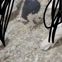 کبوتر جوجه هما|پرنده|مرند, |دیوار