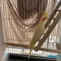 عروس هلندی بالغ