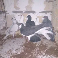 کفتر فیض آباد مه ولات دانه ۲۵۰ هزار تومن