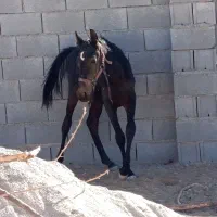 اسب دره شو|اسب و تجهیزات اسبسواری|شهرضا, |دیوار