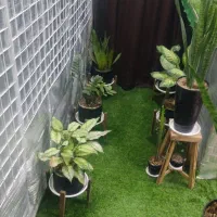 گل وگیاه|گل و گیاه طبیعی|فسا, |دیوار