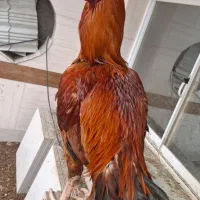 خروس لاری افغان