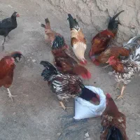 فروش عمده خروس