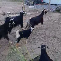۲۷ راس بز جوان ابستن