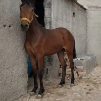 کره اسب