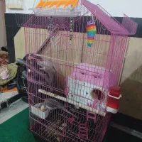 عروس هلندی|پرنده|کوه چنار, |دیوار