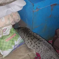 موش بگیر منزل و محل کار