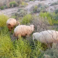 4عدد گوسفند نر