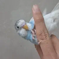 جفت مرغ عشق دستی/عروس کوتوله فنج کادو