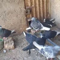 کفتر پلنگ نرماده