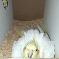 عروس هلندی با تخم