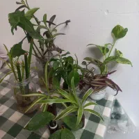 همه قلمه هاباهم فقط۱۰۰