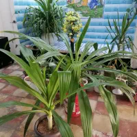 گل ذرتی زیبا و شاداب