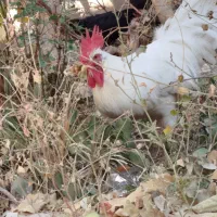 خروس|حیوانات مزرعه|گلپایگان, |دیوار