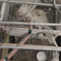 عروس هلندی|پرنده|همدان, |دیوار