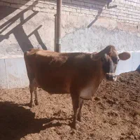 یک راس گاوجرسی اصل