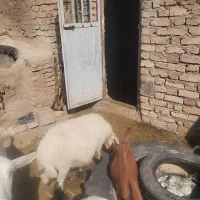 میش