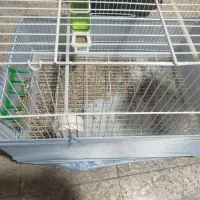 قفس بزرگ با سینی پلاستیکی|لوازم جانبی حیوانات|بندر ماهشهر, |دیوار