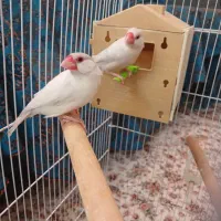 فنچ نرگسی کرم لایت|پرنده|شیراز, بریجستون|دیوار