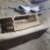 کبوتر کله دار