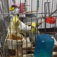 عروس هلندی