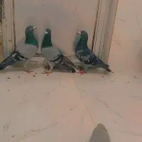 سار|حیوانات|نیشابور, فخریه|دیوار