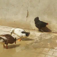 مرغ و خروس محلی