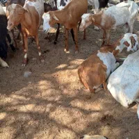 چپشت وبز|حیوانات مزرعه|میناب, |دیوار