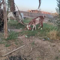 7راس بز پاکستانی ابستن