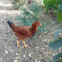 ۷ عددجوجه مرغ لاری تازه وارد ۷ ماه شدن|حیوانات مزرعه|ماسال, |دیوار