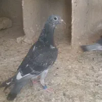 جوجه آردن
