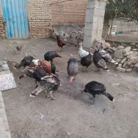 فروش بوقلمون ماده ونر|حیوانات مزرعه|انبارآلوم, |دیوار