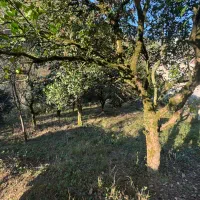 زمین مسکونی|فروش زمین و ملک کلنگی|چابکسر, |دیوار