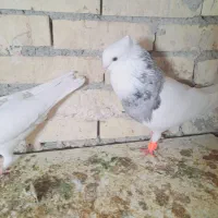 جفت طوقی هفت رنگ