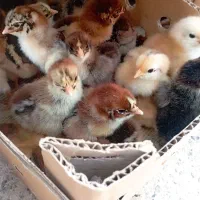 کارخانه تولیدجوجه محلی اردک رنگی گوشتی غازبوقلمون