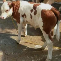 قطب گوساله سیمنتال