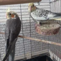 عروس هلندی|پرنده|رشت, حمیدیان|دیوار