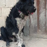 سگ قدرجونی|سگ|ابریشم, |دیوار