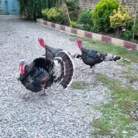 مرغ و خروس و بوقلمون|حیوانات مزرعه|نکا, |دیوار