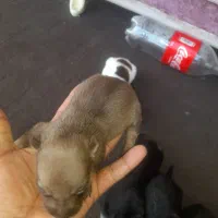 سگپاکوتاهپشمالو|سگ|خان ببین, |دیوار