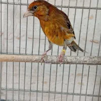 سهره قناری دهن ارسنجونی