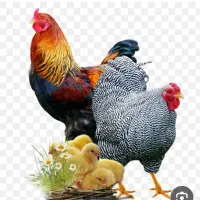 فروش مرغ و خروس و تخچه