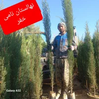 نهال سرو ناز شیراز ...سروناز گلدانی،‌ پاکتی و نشاء