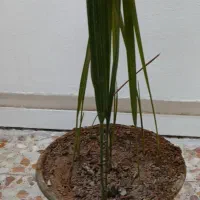 نهال نخل برحی|گل و گیاه طبیعی|اهواز, حصیرآباد|دیوار