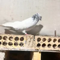 پروندنی|پرنده|بندر ماهشهر, |دیوار