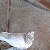 کفتر|پرنده|لنجان, |دیوار