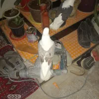 کبوتر پشتی|پرنده|جغتای, |دیوار