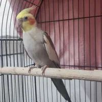 عروس هلندی|پرنده|رودان, |دیوار