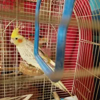 طوطی عروس هلندی دوکت|پرنده|بابل, |دیوار