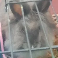 خرگوش آلمانی با قفس بزرگ دستی